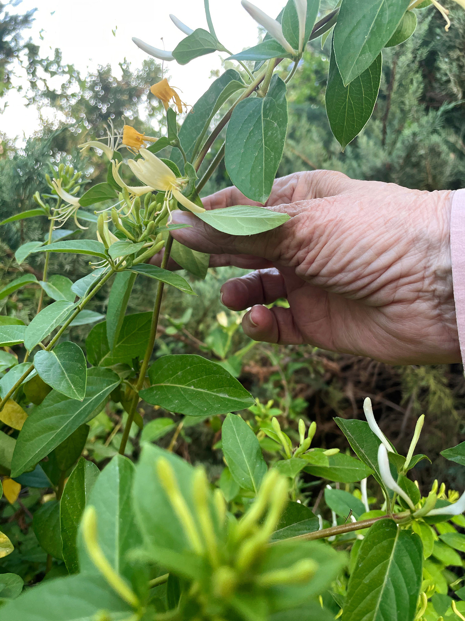 Image description: three photographs consisting of three views of the artist’s grandmother’s hands holding jasmine blossoms. Art by Nour Batyne.