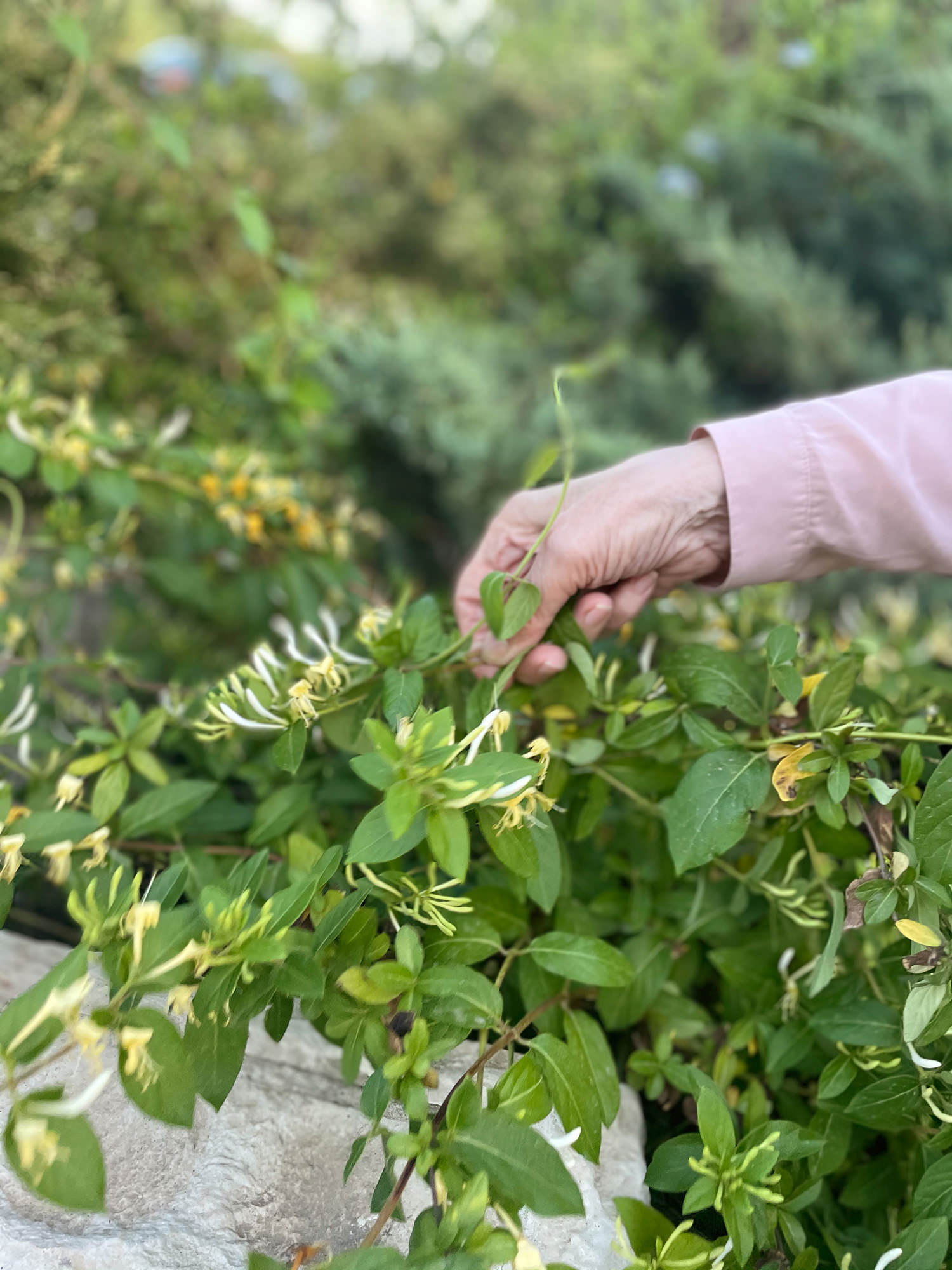 Image description: three photographs consisting of three views of the artist’s grandmother’s hands holding jasmine blossoms. Art by Nour Batyne.