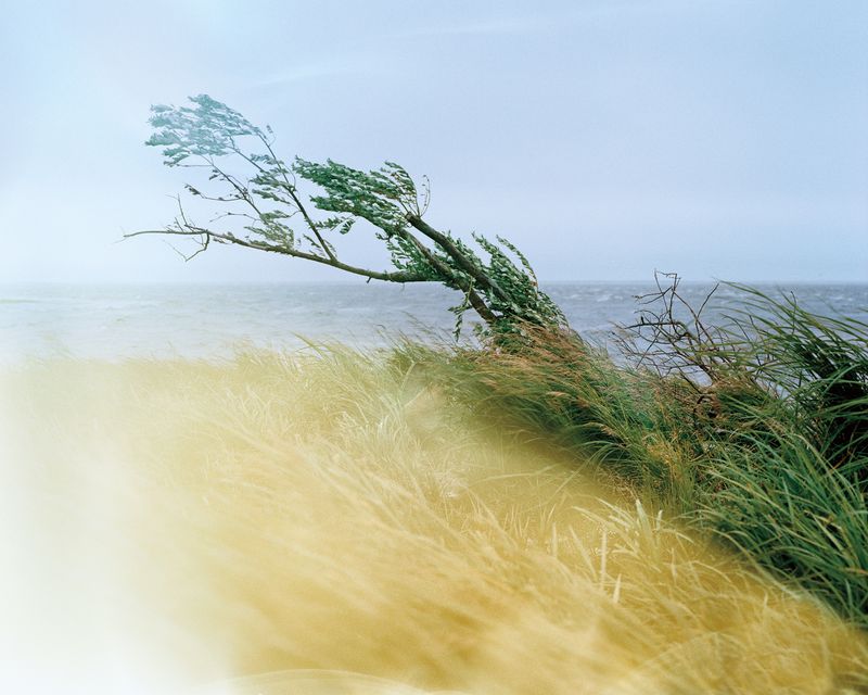 A small, spindly tree blows in the wind next to a river.