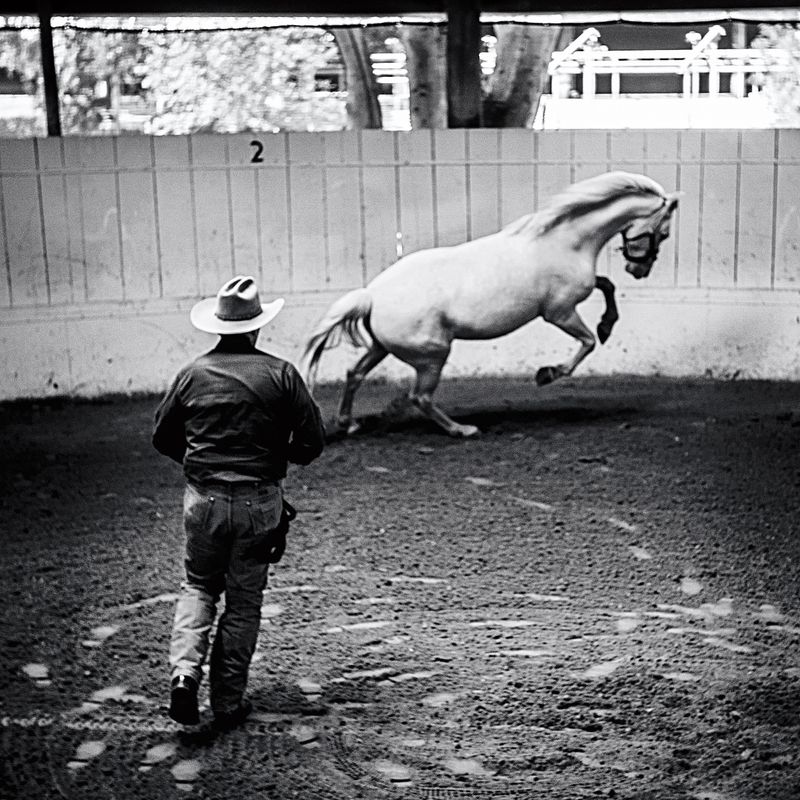 Un hombre con sombrero de vaquero corre en el ring con un caballo blanco.